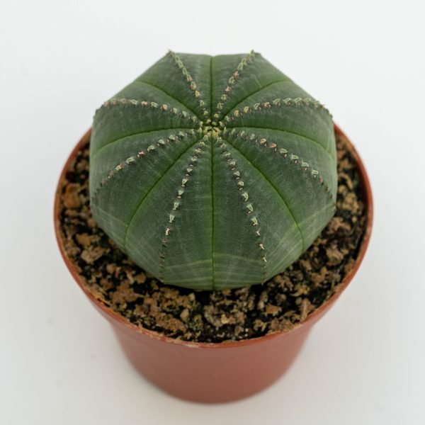 Euphorbia obesa scaled
