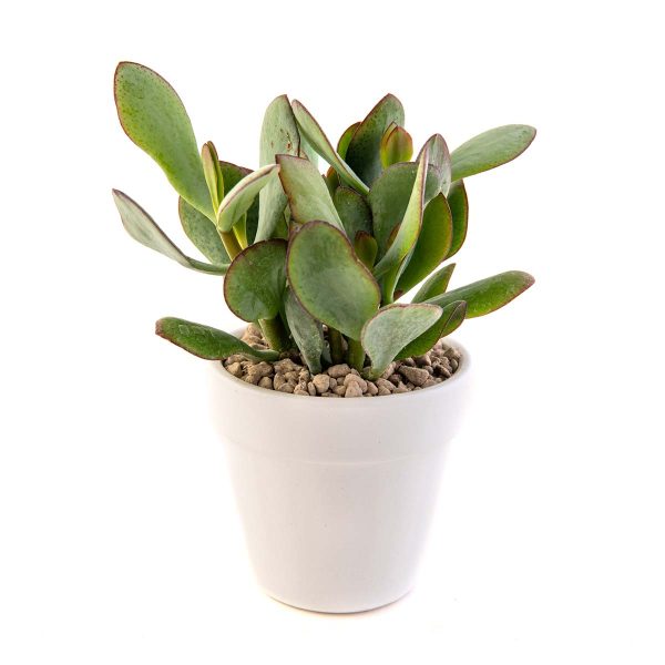 agsanremo VACO10S Crassula blue hale