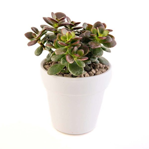 agsanremo VACO10S Crassula minima