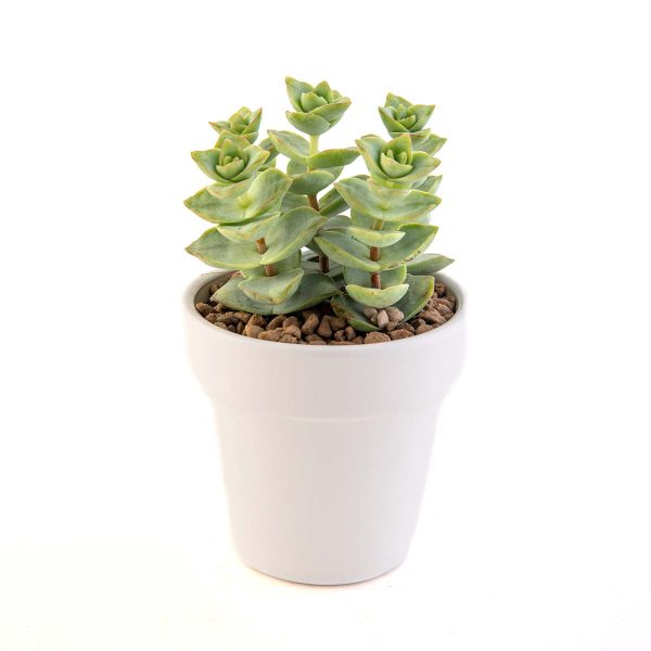 agsanremo VACO10S Crassula perfossa