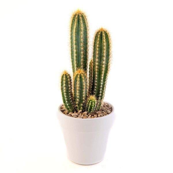 agsanremo VACO10S Pilosocereus glaucescens