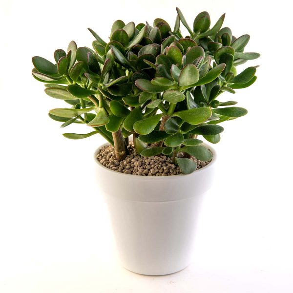 agsanremo VACO20S Crassula argentea