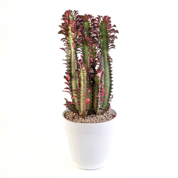 agsanremo VACO20S Euphorbia ermentiana rubra