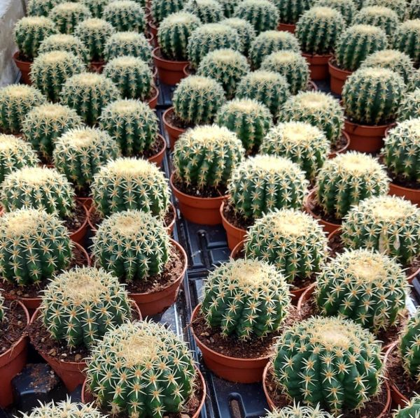 agsanremo as12 echinocactus grusoni brevispinus1