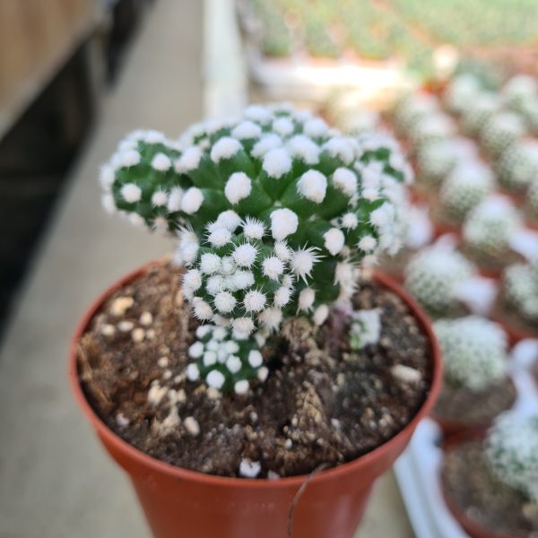 agsanremo co06 mammillaria oruga blanca