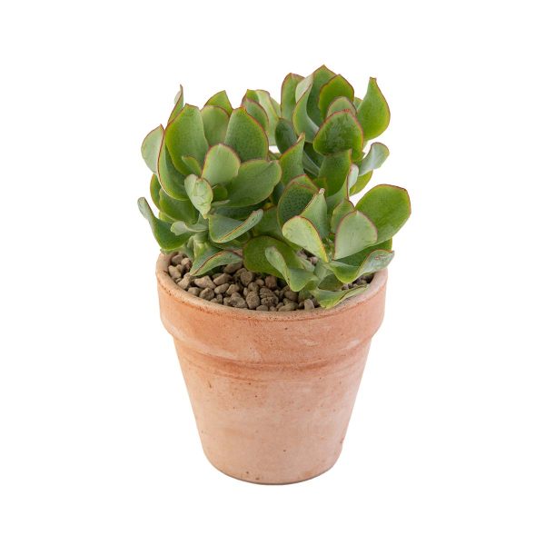 agsanremo vaco10c crassula undulatifolia