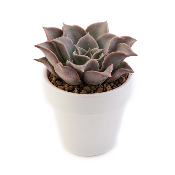 agsanremo vaco10s Echeveria madiba