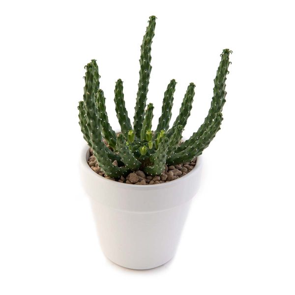 agsanremo vaco10s euphorbia inermis