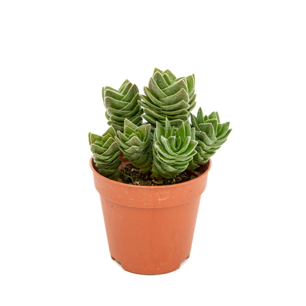 crassula buddha temple 1