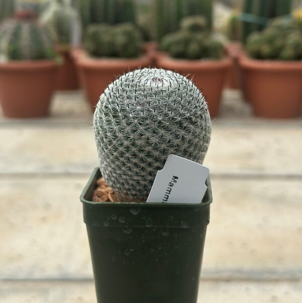 mammillaria pseudoperbella 1