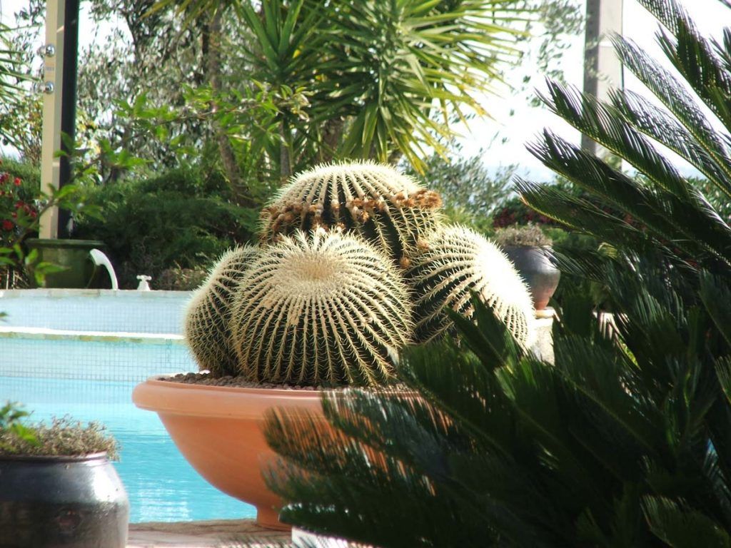 piscina con cactus