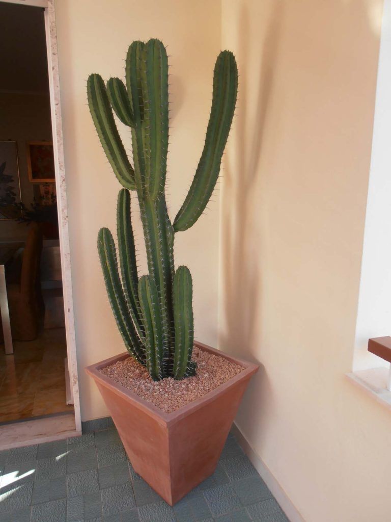 Cactus terrazzo