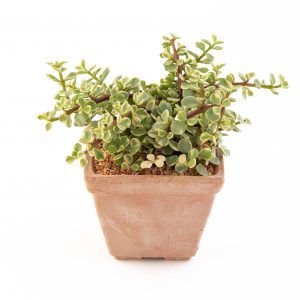 agsanremo vaqu14 portulacaria afra variegata