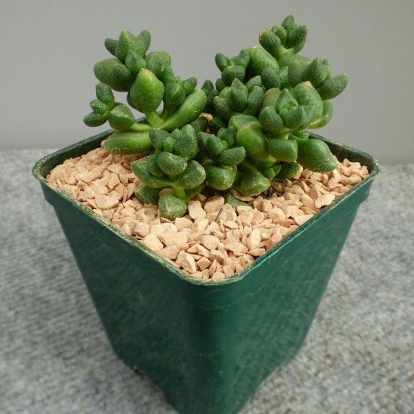 agsanremo Crassula marchandii