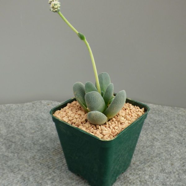 agsanremo Crassula tecta