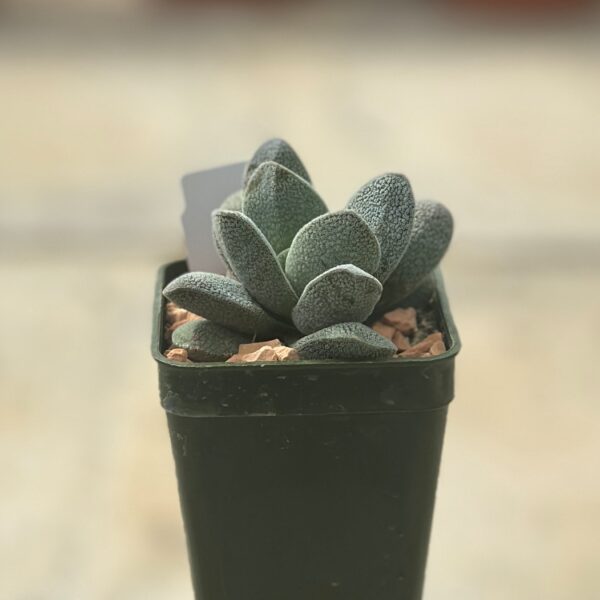 crassula tecta 2