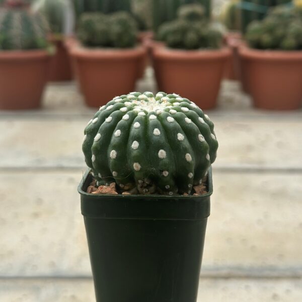 notocactus uebelmannianus inermis 1