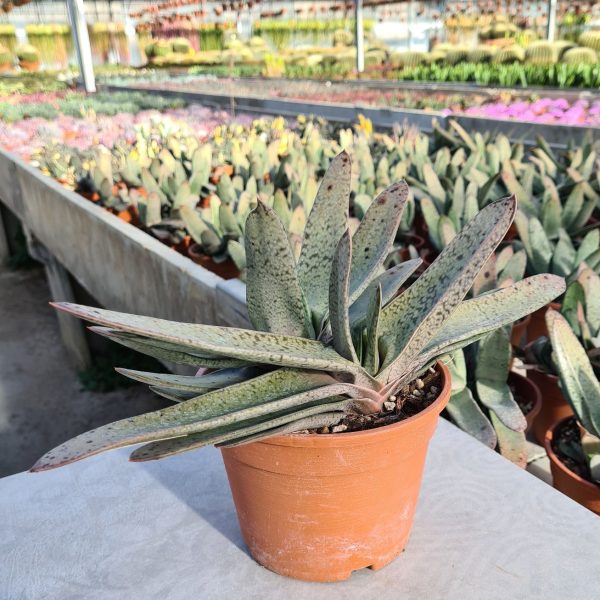 Gasteria gracilis 1