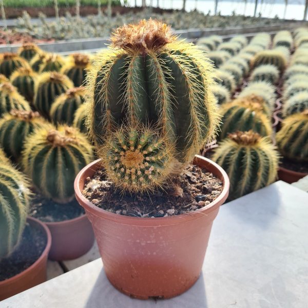 Notocactus Warasii 1