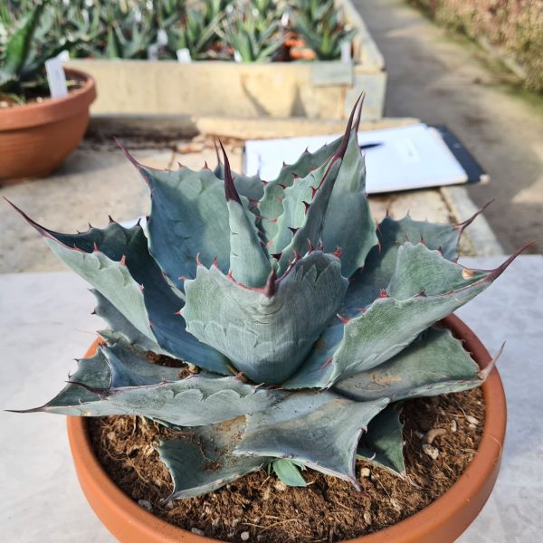 agsanremo ag23 agave blue bian