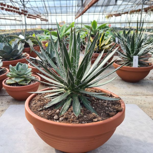 agsanremo ag23 agave filifera