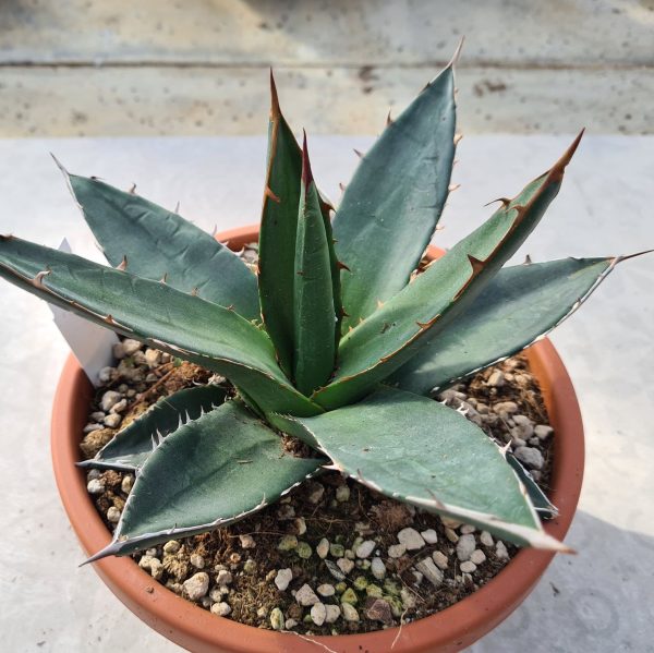 agsanremo ag23 agave kerchovei