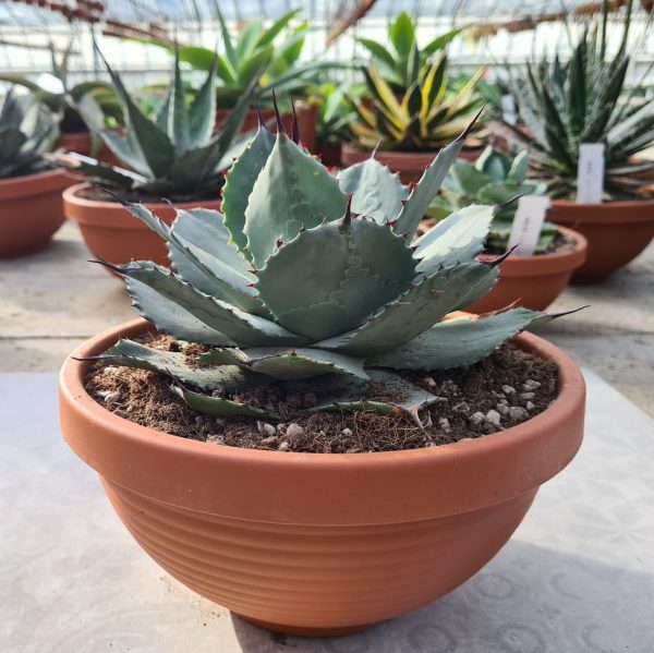 agsanremo ag23 agave ovatifolia