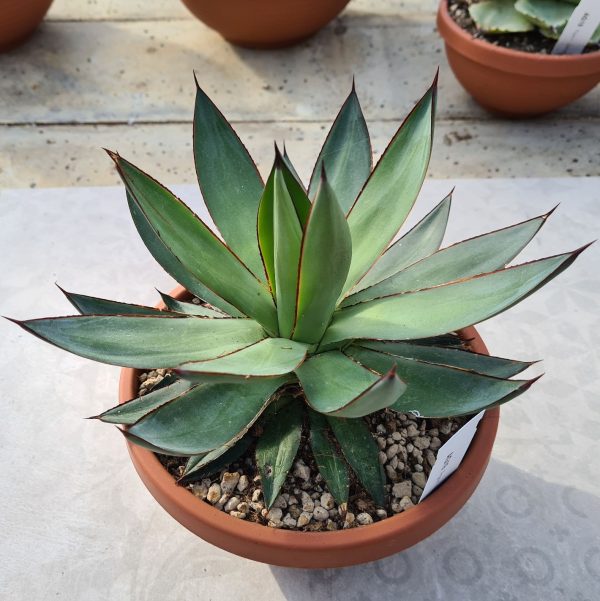 agsanremo ag23 agave royal spine