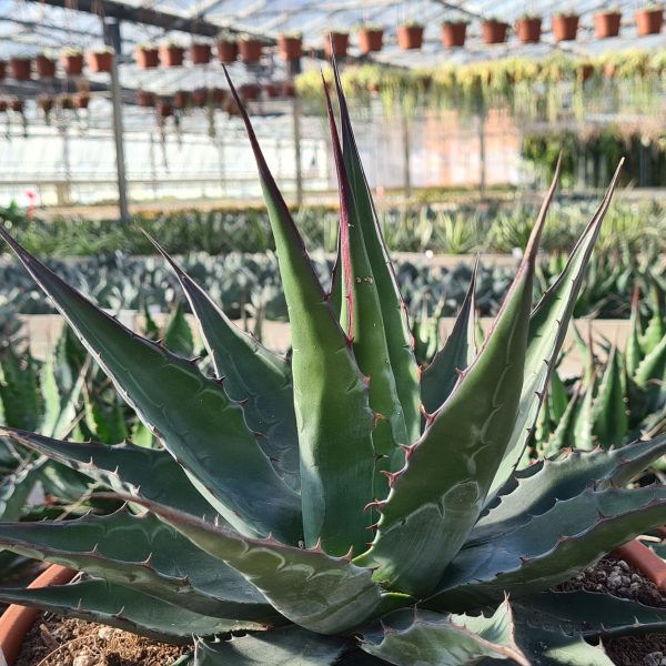 agsanremo ag27 agave montana