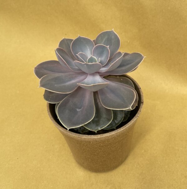 Echeveria perla di norimberga Green