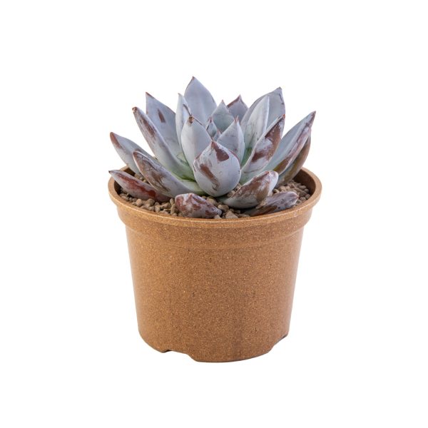 agsanremo gr16a Echeveria no