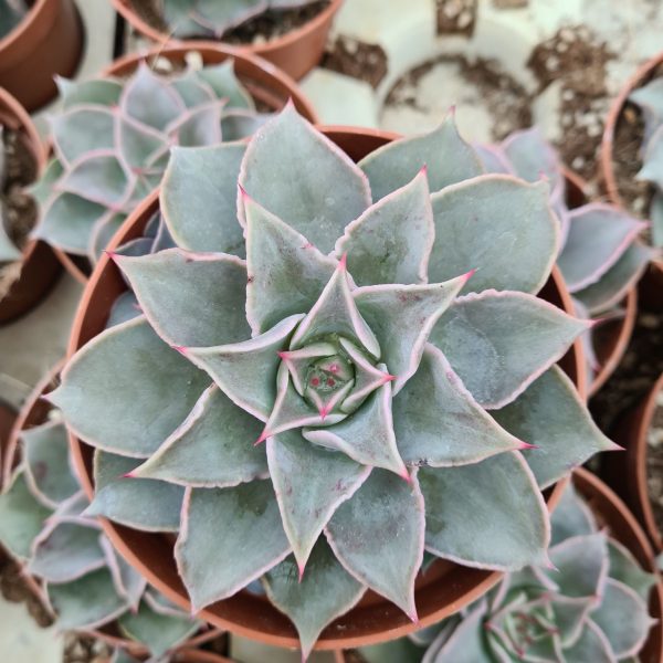 as12a Echeveria madiba 1