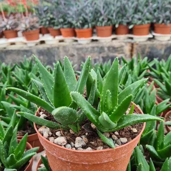 as12a aloe mitriformis