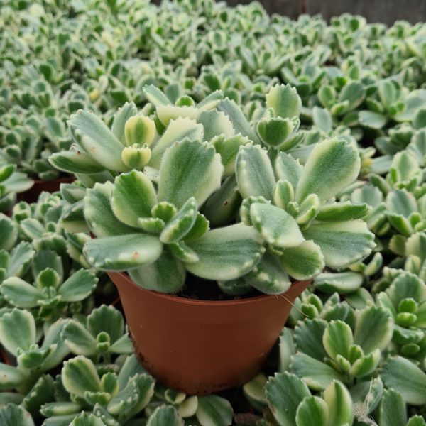 as12a cotyledon ladismitiansis variegato