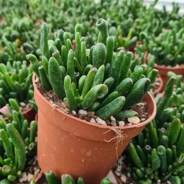 as12a crassula hobbit