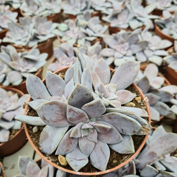 as12a graptopetalum pentadrum