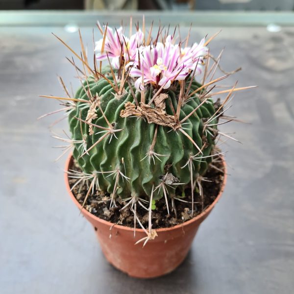 echinofossulocactus phyllacanthus 4