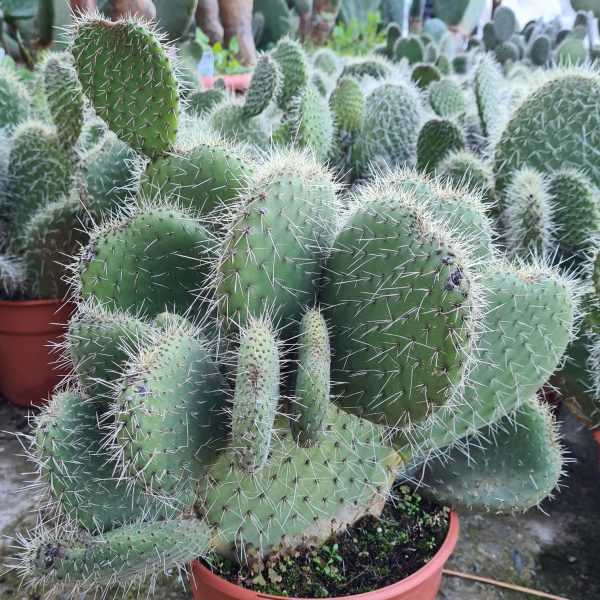 opuntia compotricha lu50