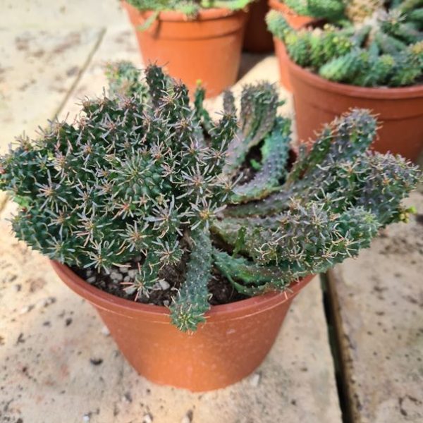 agsanremo as16a euphorbia decepta