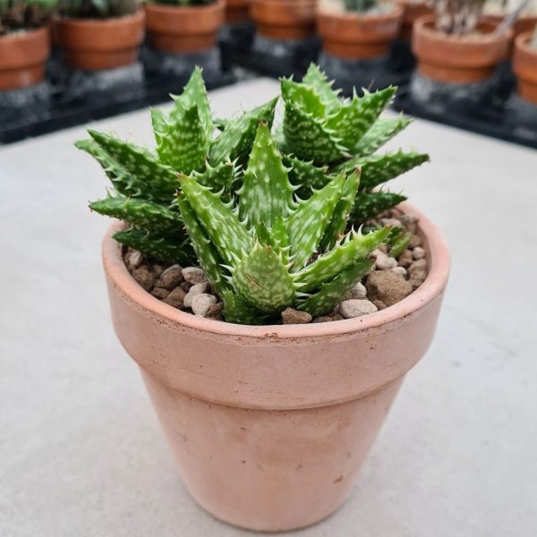 agsanremo vaco10c ALOE SQUARROSA DECOR