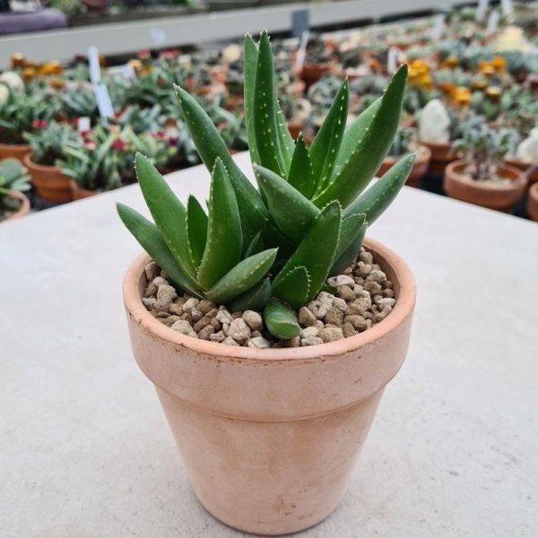 agsanremo vaco10c aloe mitriformis