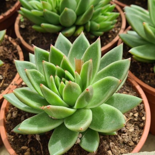 echeveria agavoides