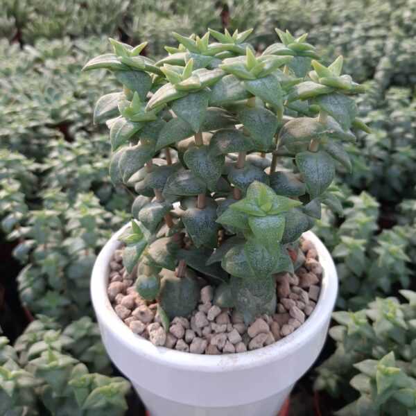 vaco10s crassula pagoda 2