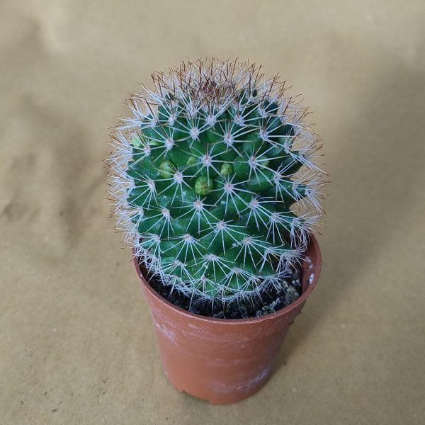 agsanremo as06 mammillaria spinosissima 1