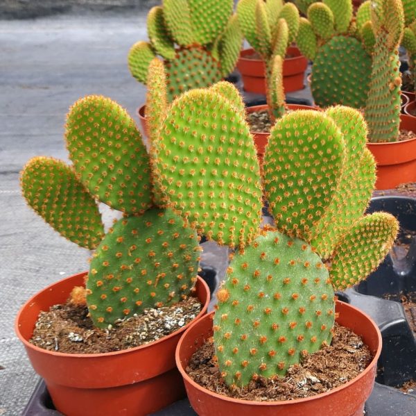 agsanremo opuntia rufida as09 1