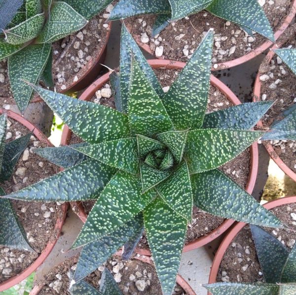 gasteria d sigma