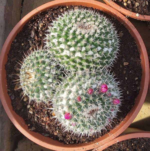 mammillaria gemini