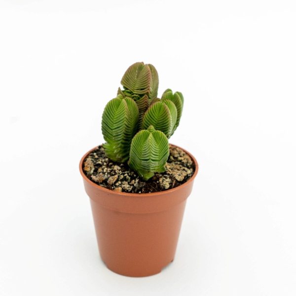 co03 crassula piramidalis