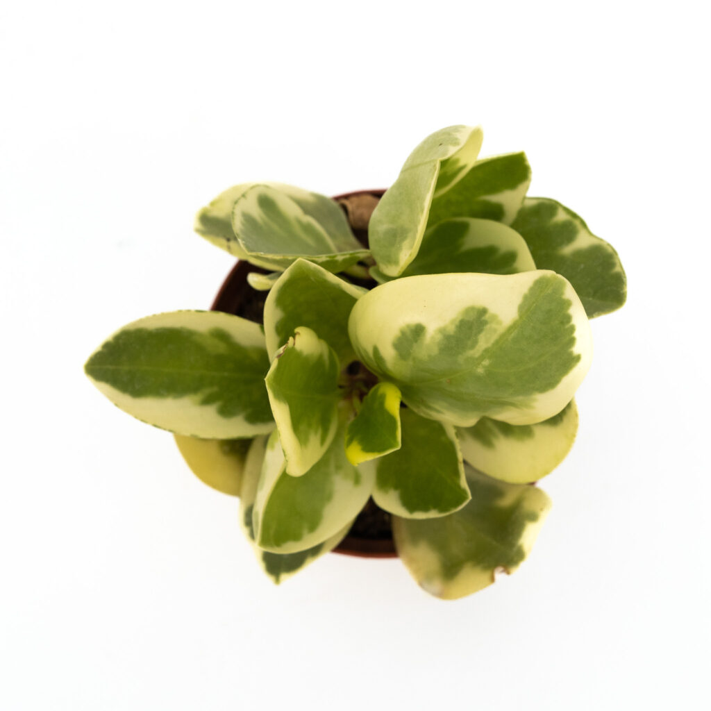 peperomia obtusifolia variegata 1