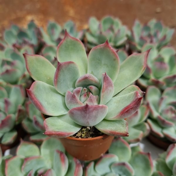 agsanremo as06a echeveria blue bird